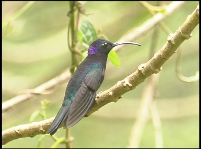 kolibřík fialkový - ML488734