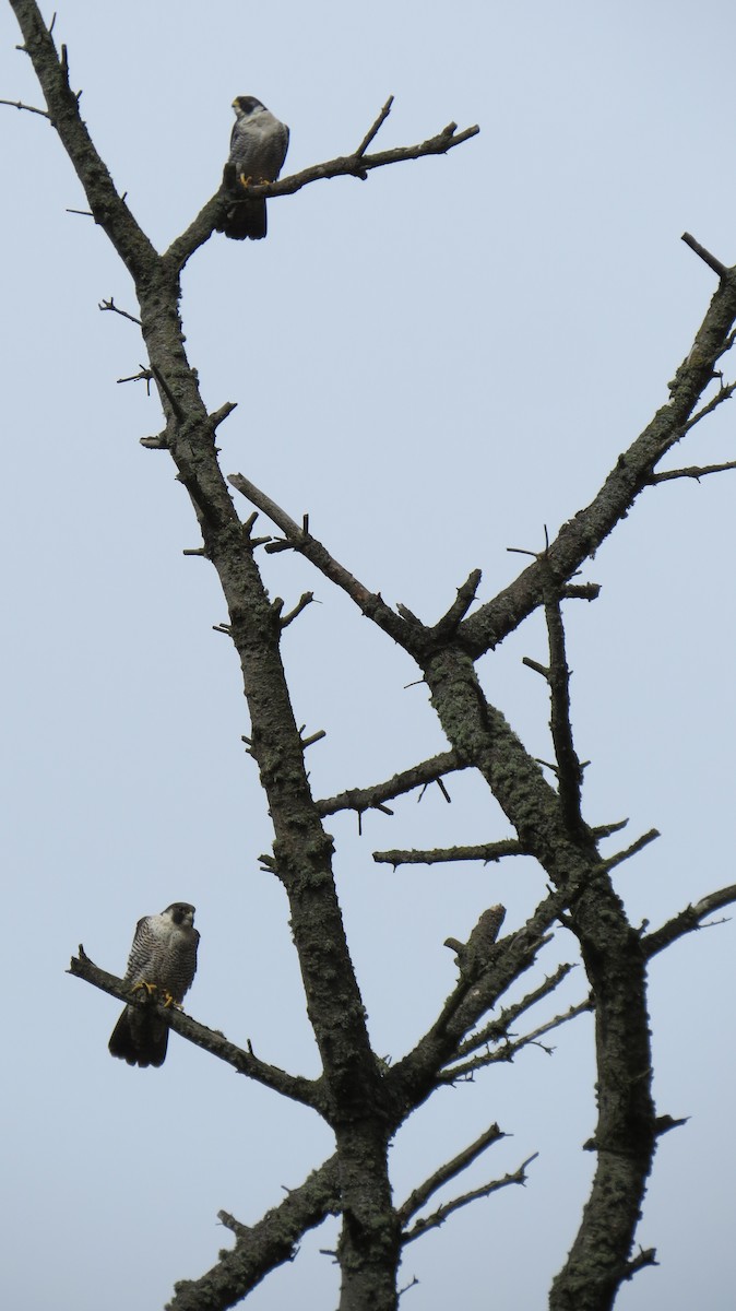 Peregrine Falcon - ML48873421