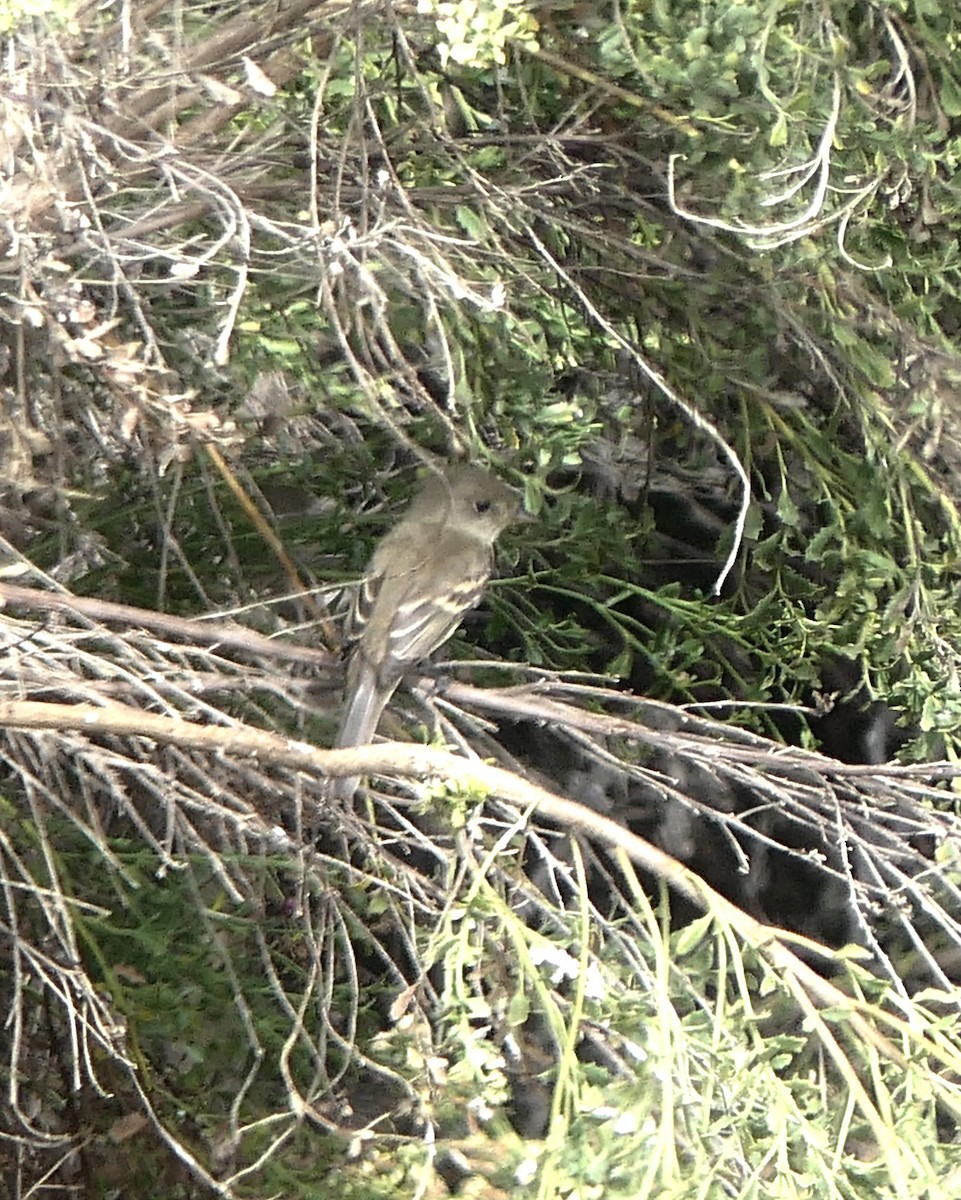 Willow Flycatcher - Marc Bierdzinski