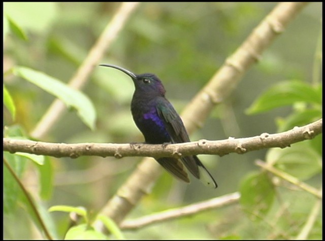 kolibřík fialkový - ML488735