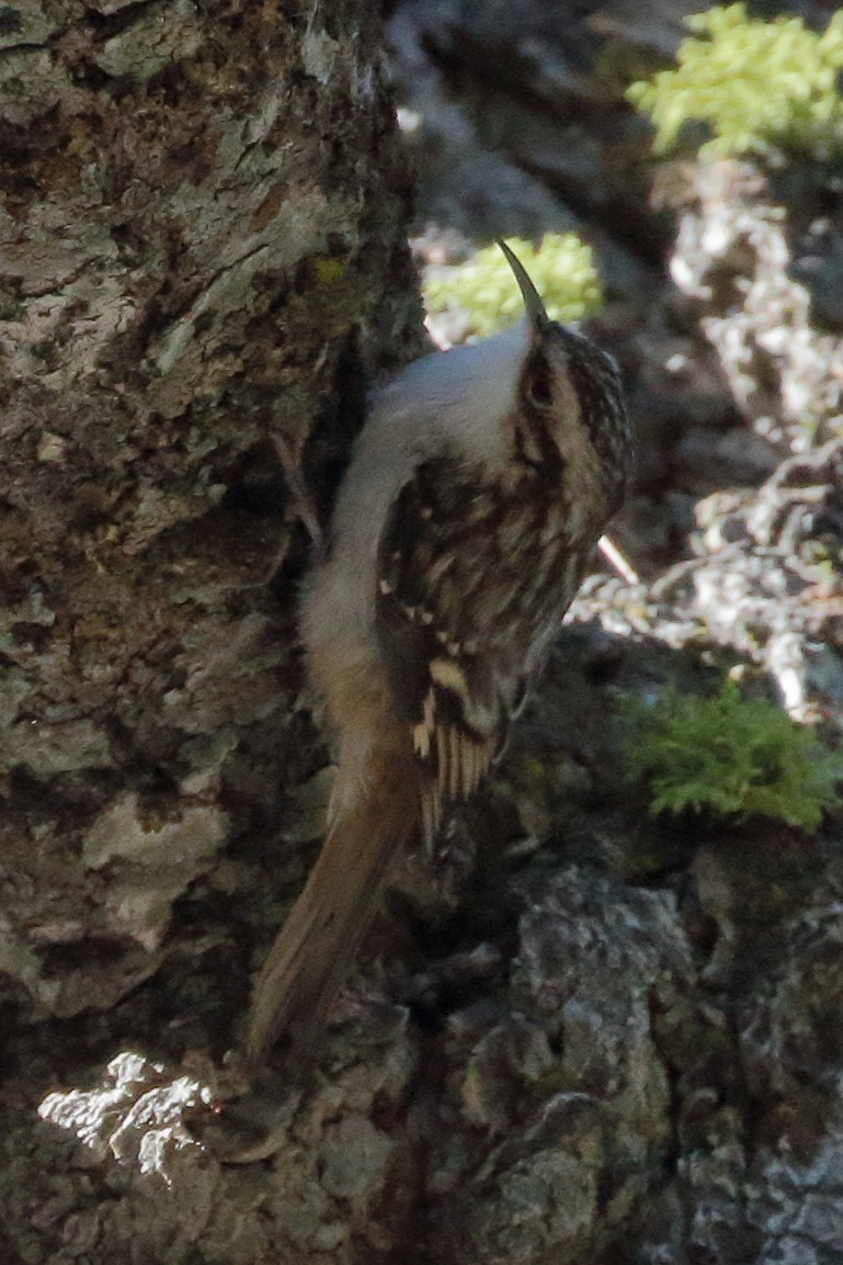 Brown Creeper - ML488735331