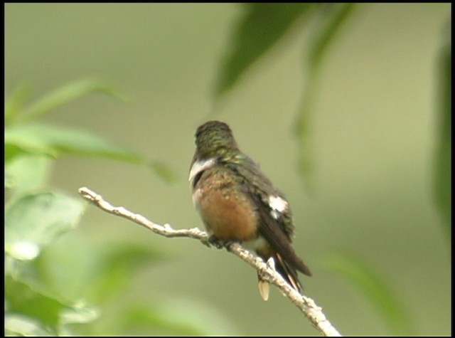 kalypta běloskvrnná - ML488736