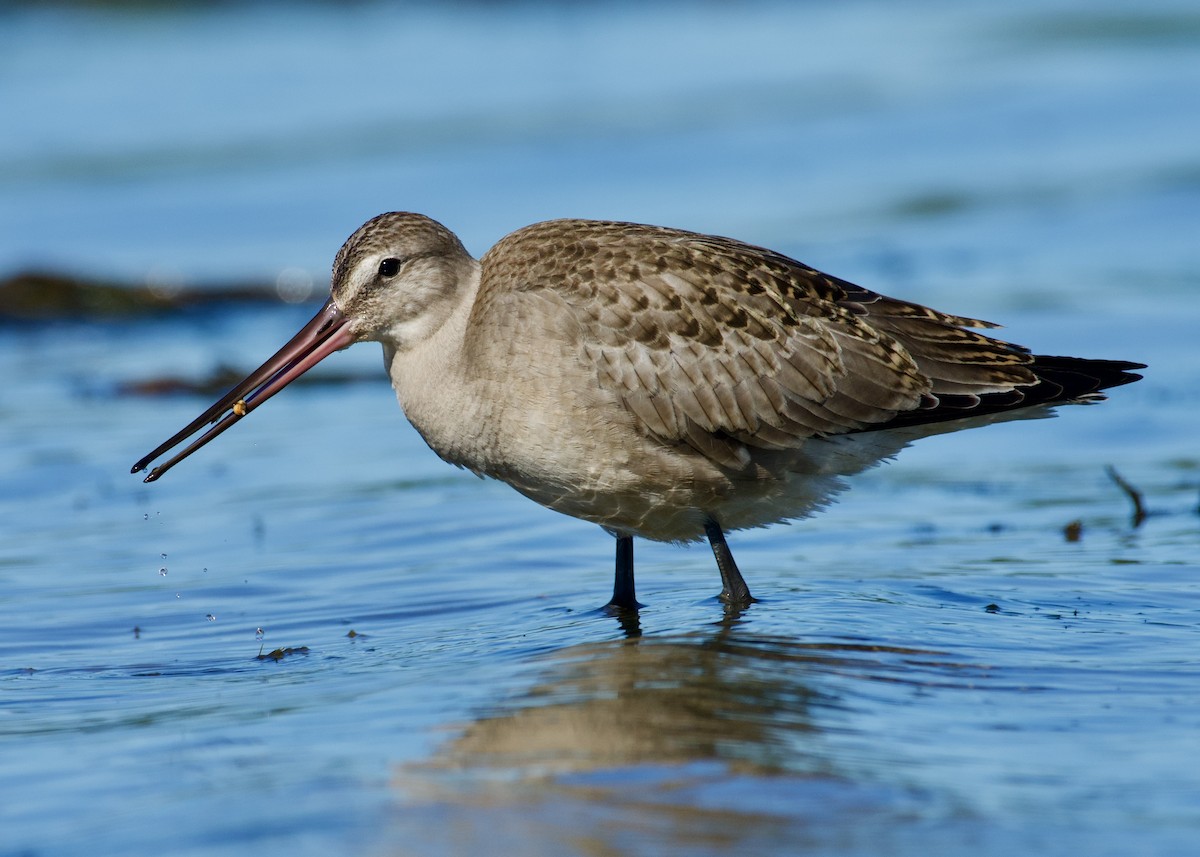 Hudsonian Godwit - Alan Bloom