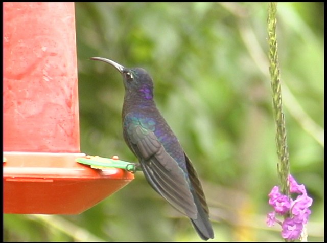 kolibřík fialkový - ML488737