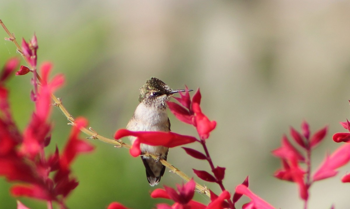 Ruby-throated Hummingbird - ML488737071