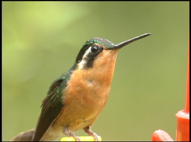 kolibřík fialovohrdlý - ML488738