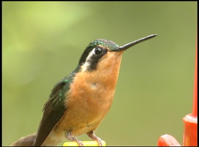 Colibrí Gorjipúrpura - ML488738