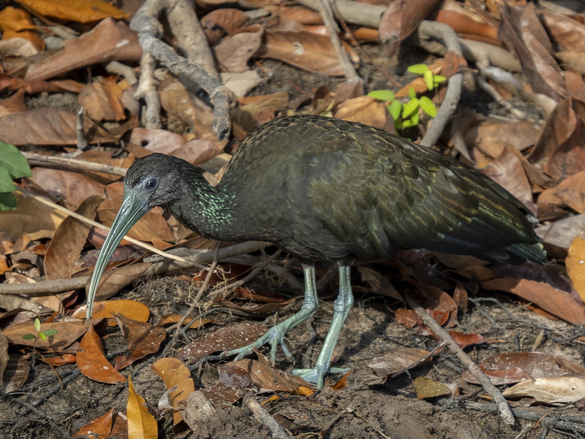 Green Ibis - ML488738091