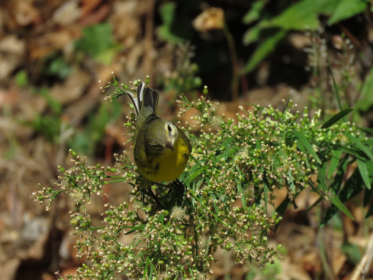 Prairie Warbler - Richard Fleming