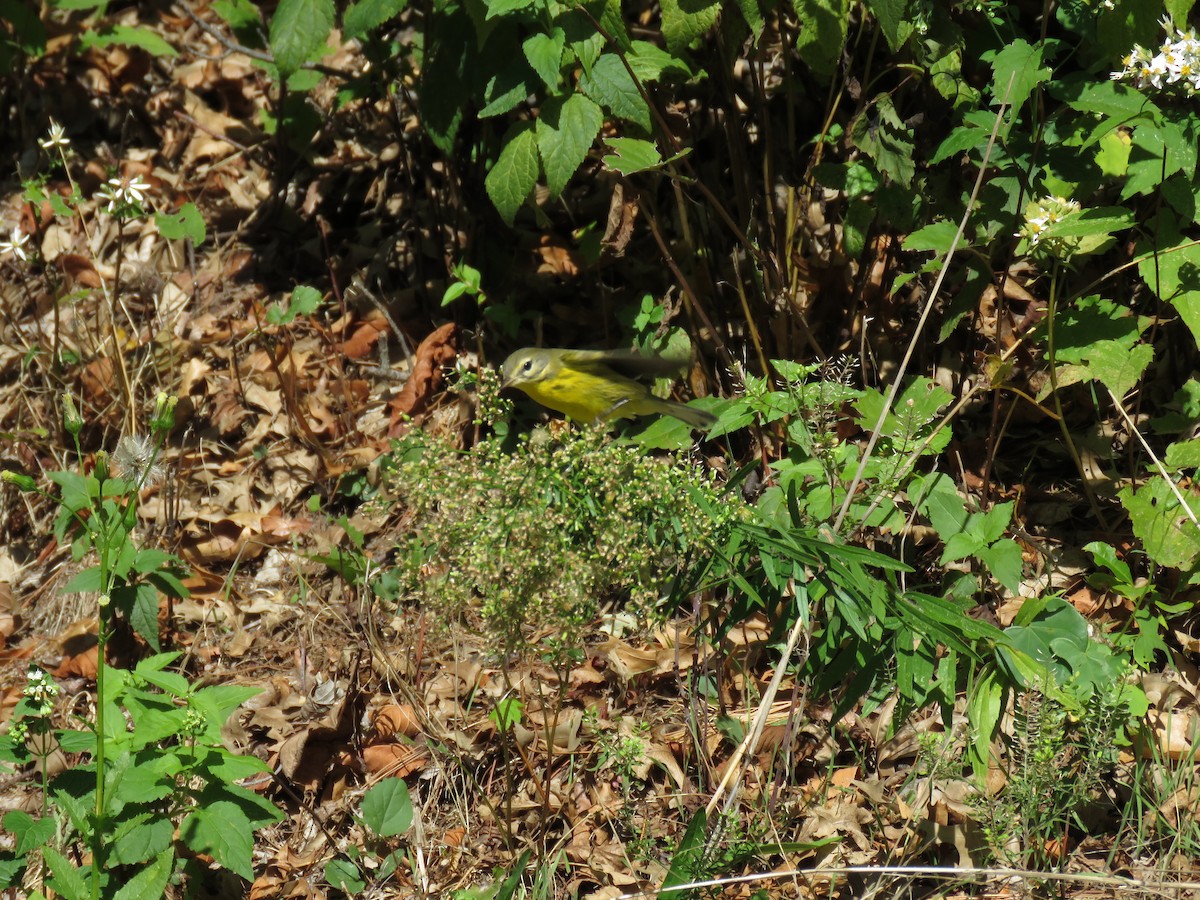 Prairie Warbler - Richard Fleming