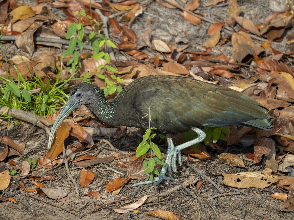Green Ibis - ML488738891