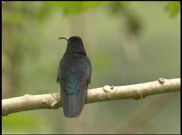 kolibřík fialkový - ML488739