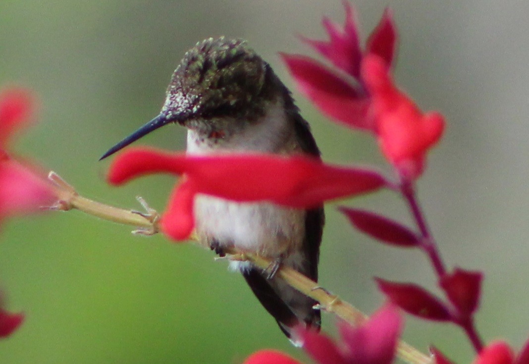 Ruby-throated Hummingbird - ML488739781