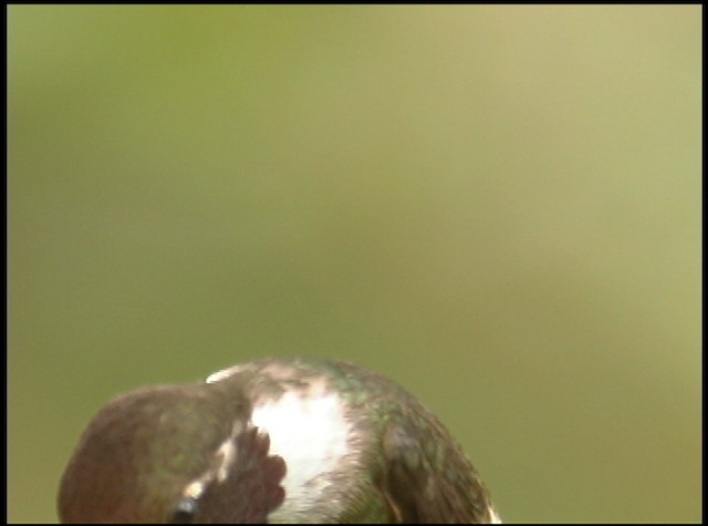 kalypta běloskvrnná - ML488740