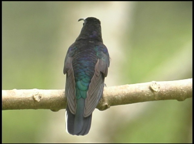 kolibřík fialkový - ML488741