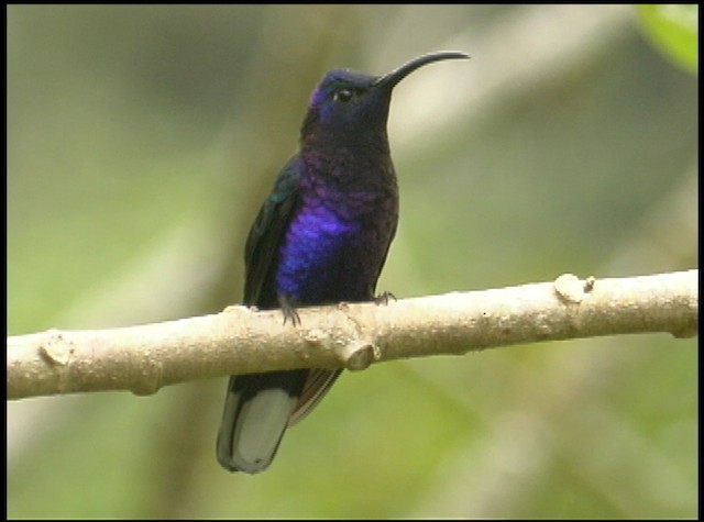 kolibřík fialkový - ML488742
