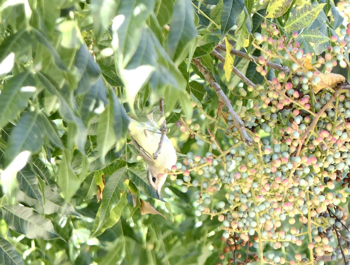Red-eyed Vireo - ML488742431
