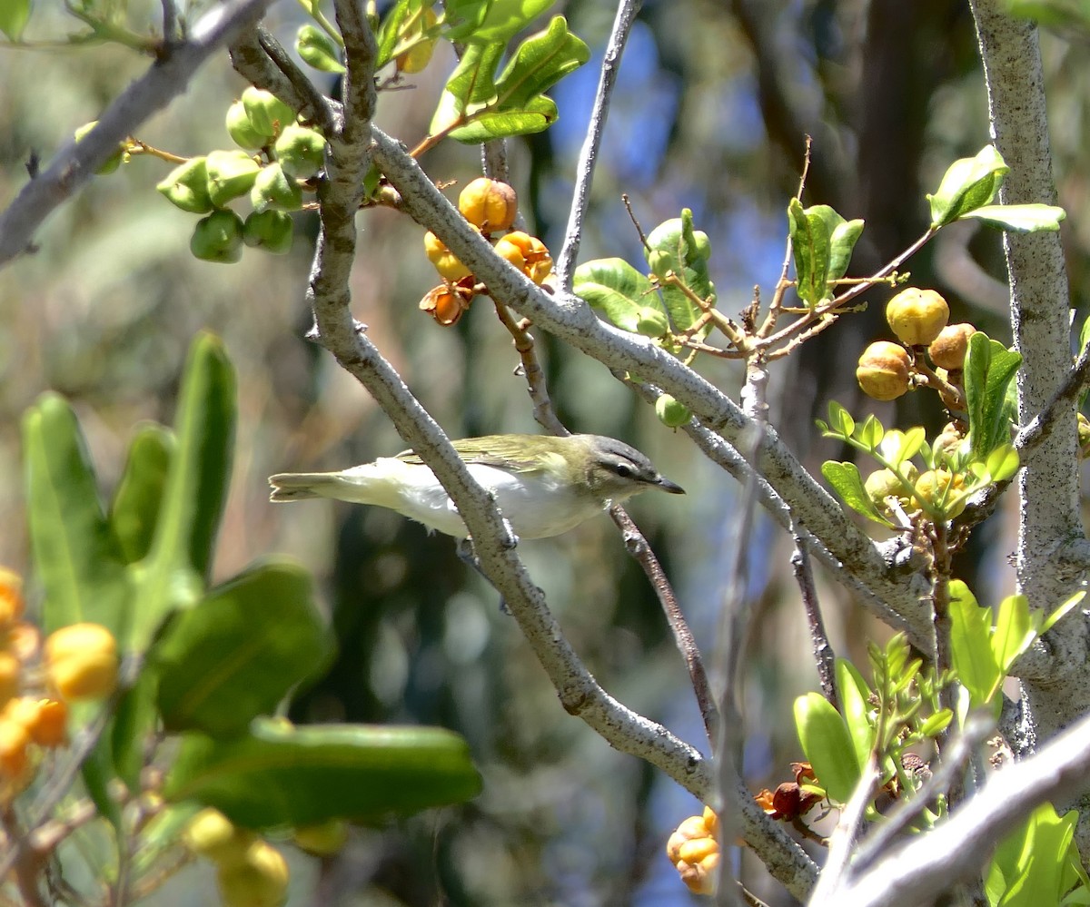 Red-eyed Vireo - ML488742441