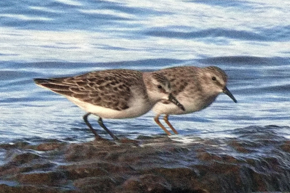 Least Sandpiper - ML488742491