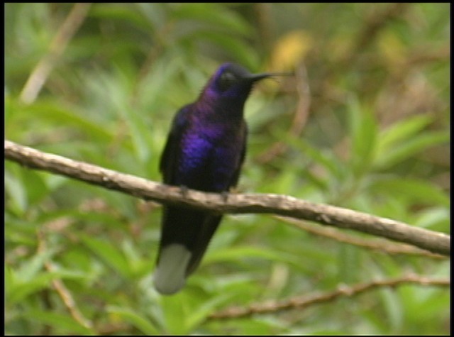 kolibřík fialkový - ML488743