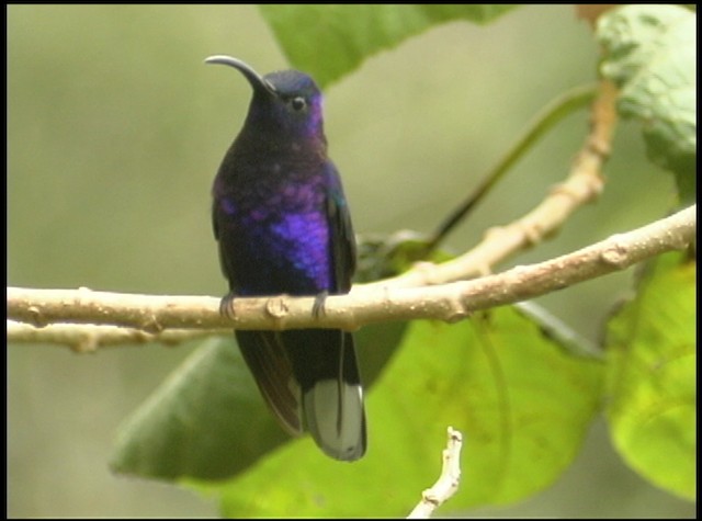 kolibřík fialkový - ML488744