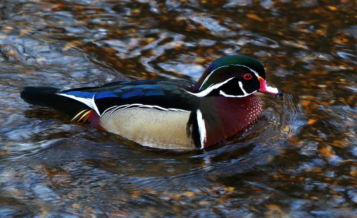 Wood Duck - ML48874421