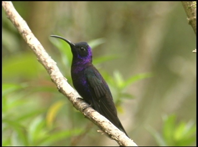 kolibřík fialkový - ML488745