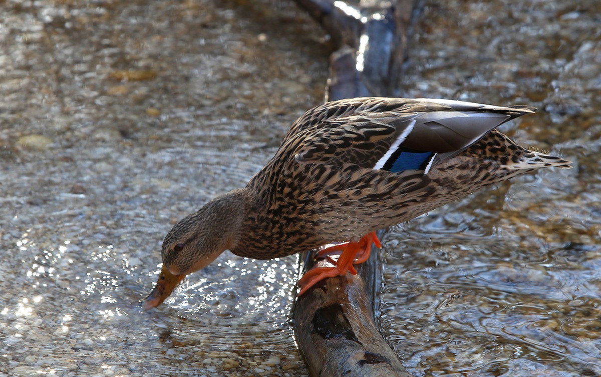 Mallard - ML48874531
