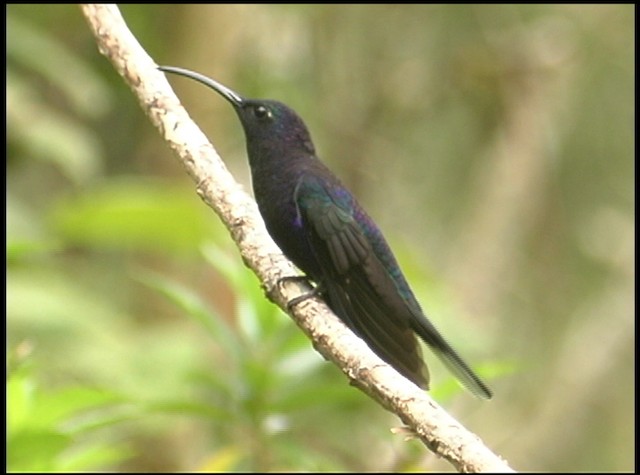 kolibřík fialkový - ML488746