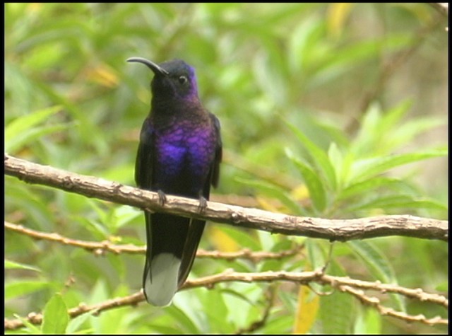 kolibřík fialkový - ML488747