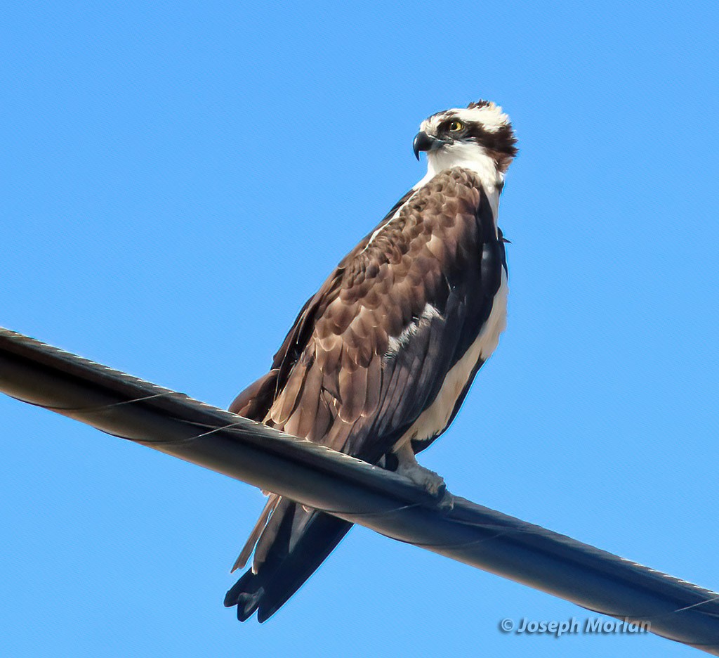 Águila Pescadora - ML488747591