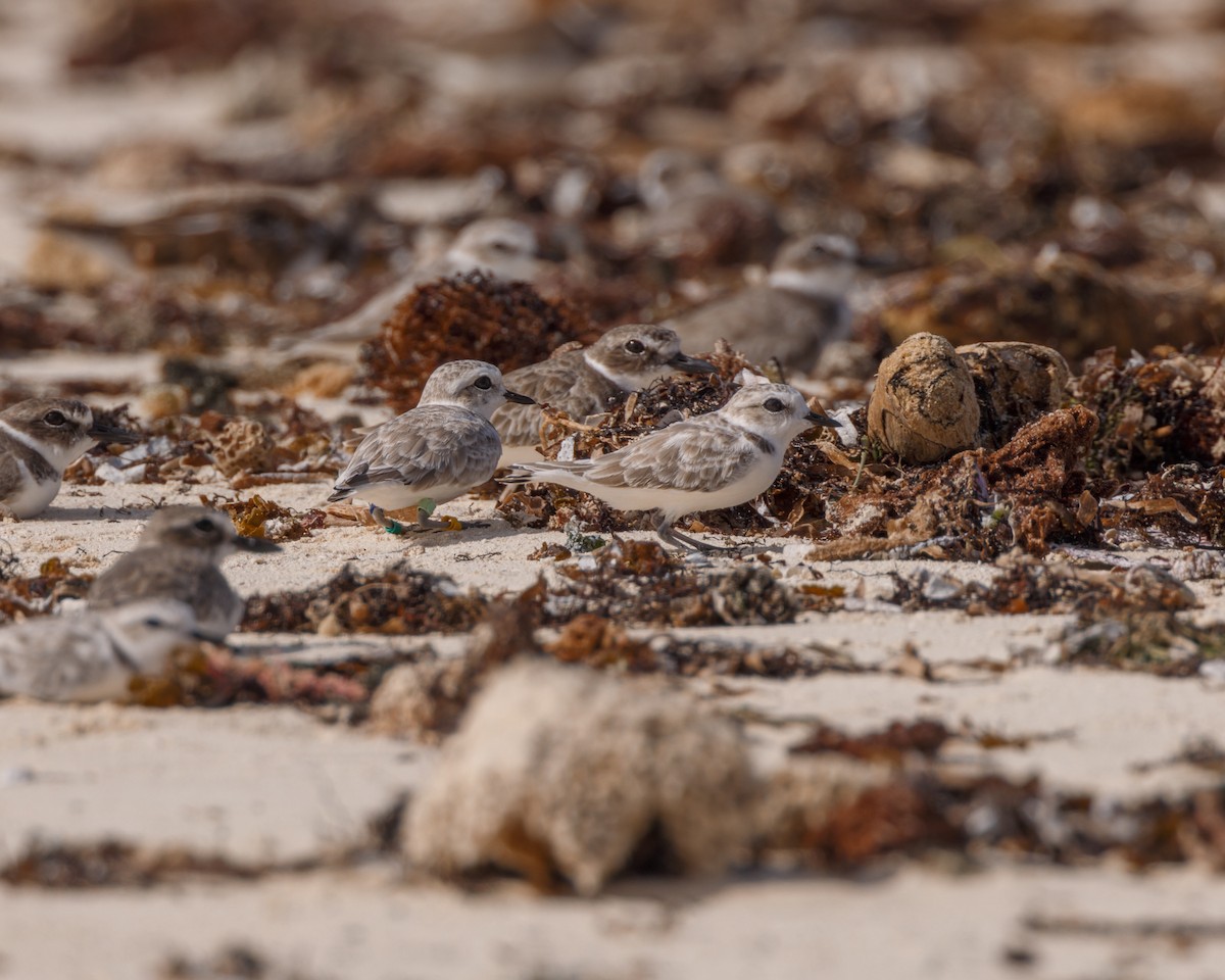 Snowy Plover - ML488747611