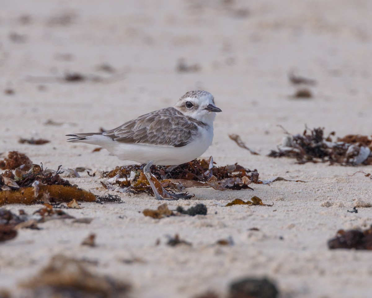 Snowy Plover - ML488747651