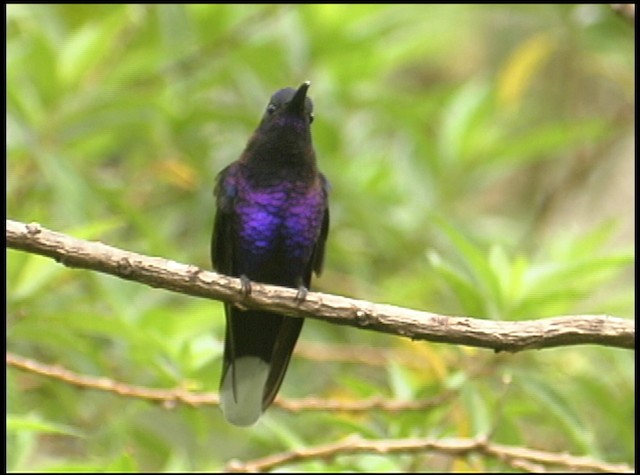 kolibřík fialkový - ML488748