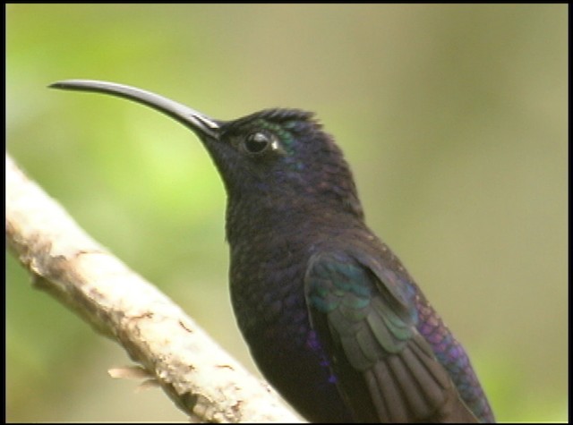 kolibřík fialkový - ML488749