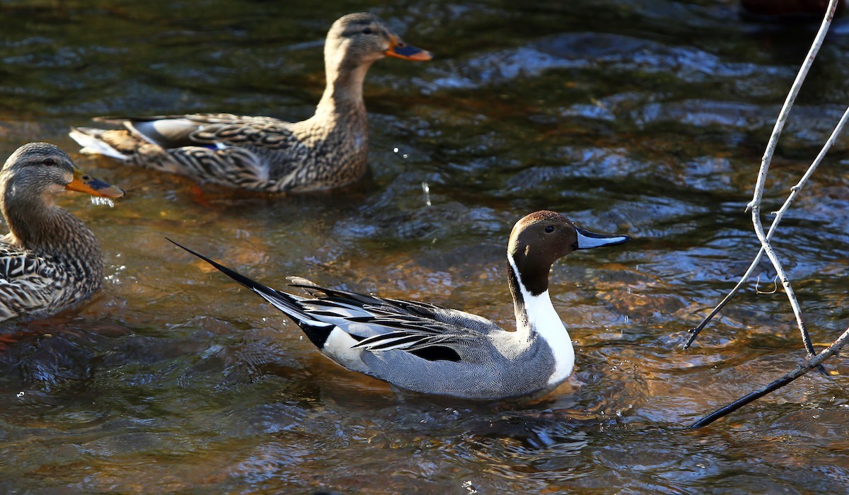 Northern Pintail - ML48874951