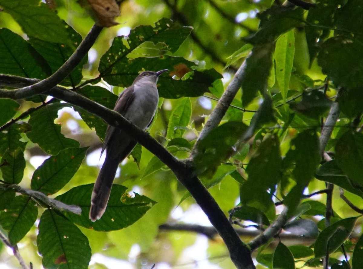 Black-billed Cuckoo - NCNA Nicaragua