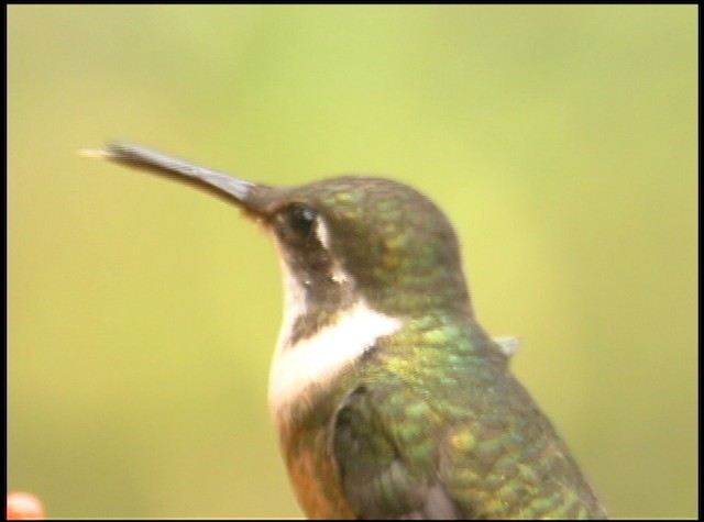 kalypta běloskvrnná - ML488750