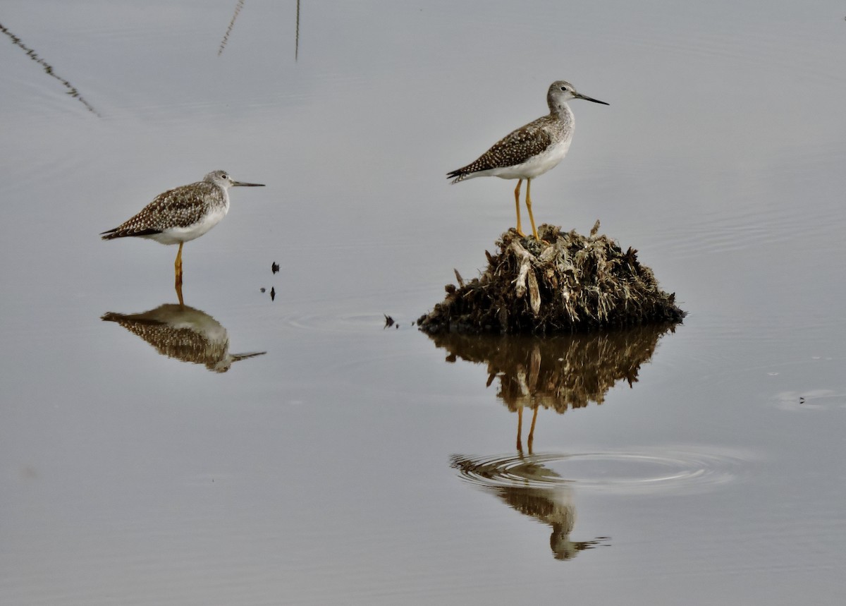 Greater Yellowlegs - ML488750971