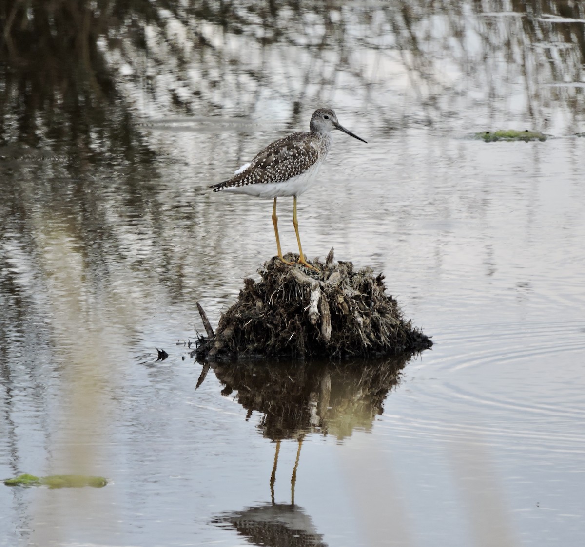 Greater Yellowlegs - ML488750981