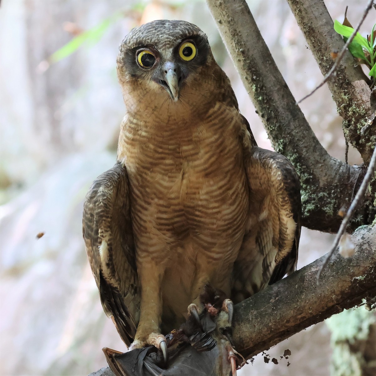 Rufous Owl - ML488752311