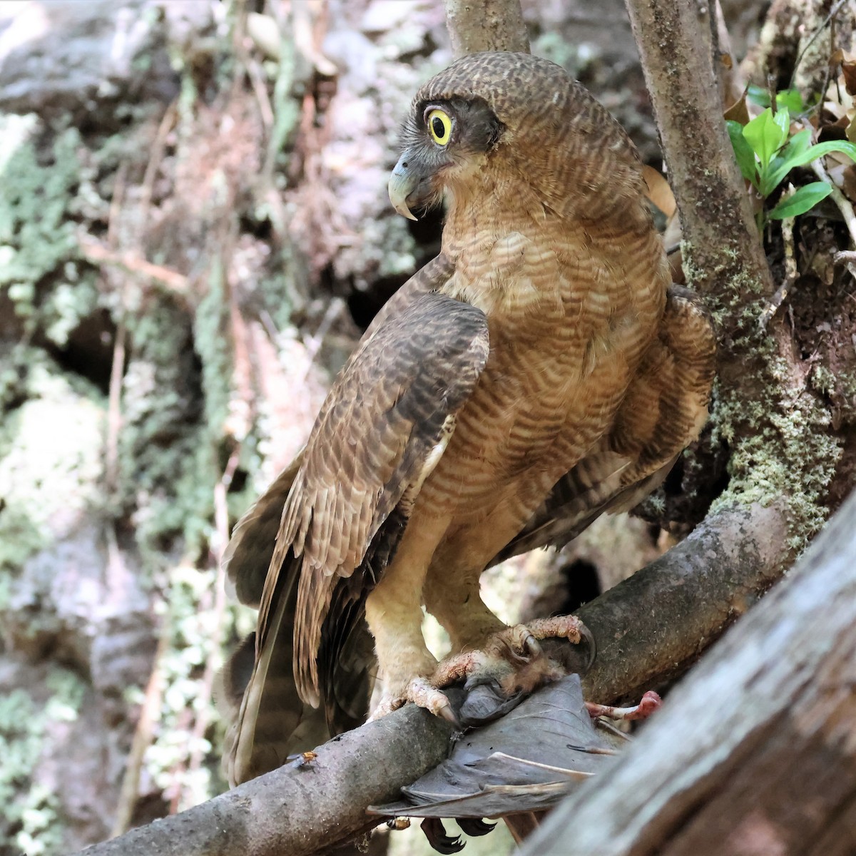 Rufous Owl - Mark and Angela McCaffrey