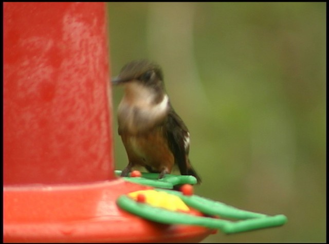 kalypta běloskvrnná - ML488753