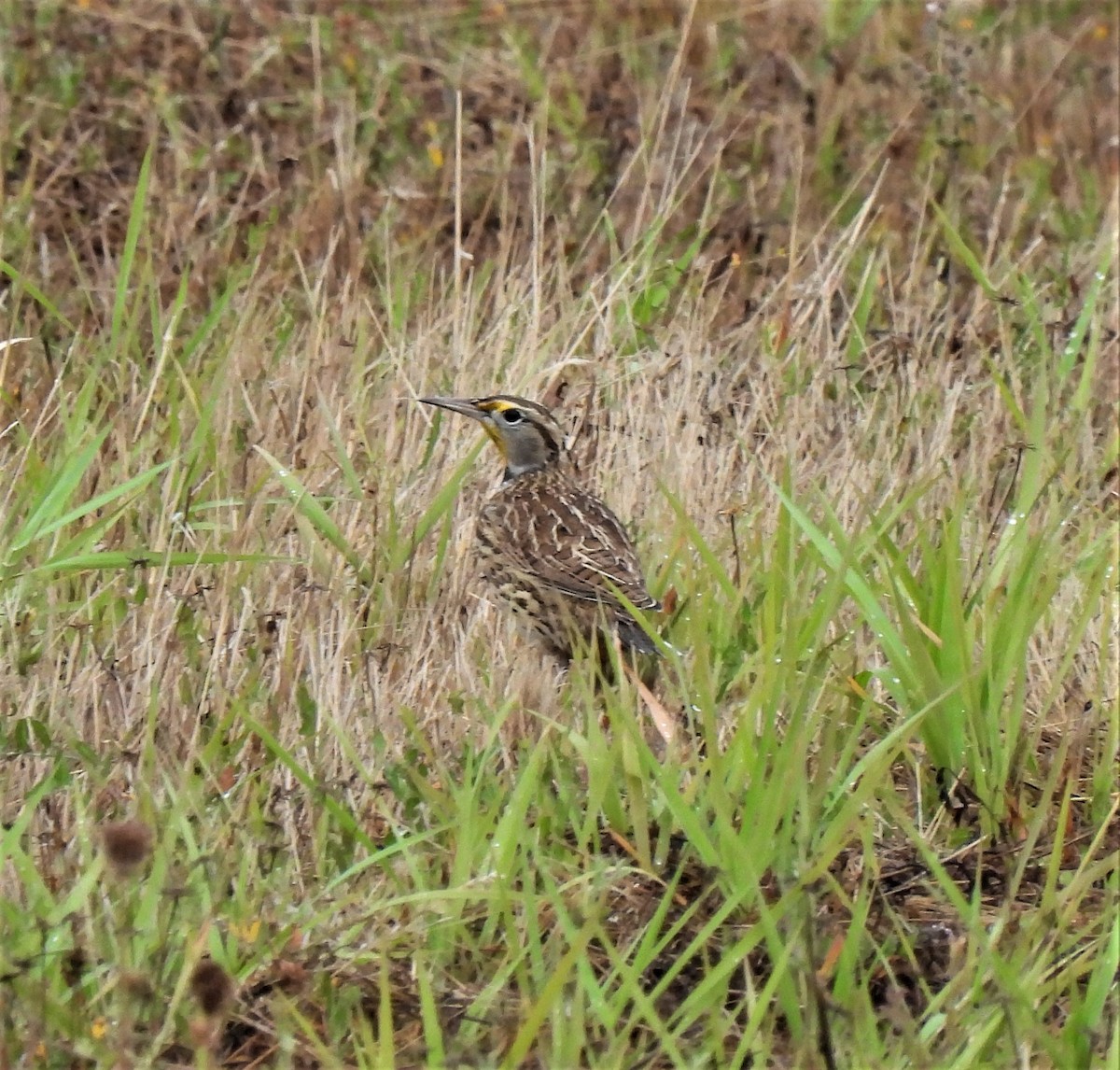 Western Meadowlark - Rick Bennett