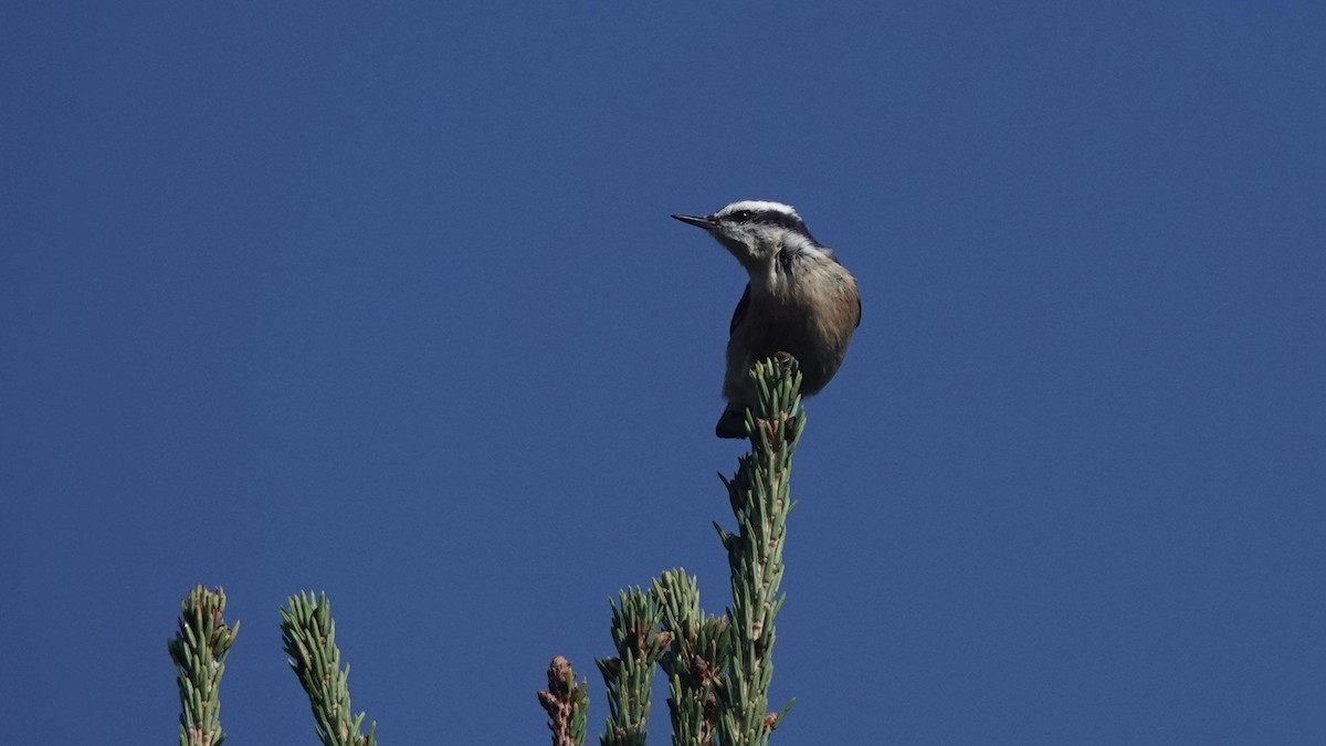 Red-breasted Nuthatch - ML488753771