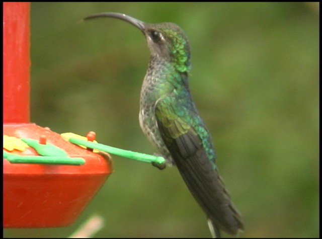 kolibřík fialkový - ML488755