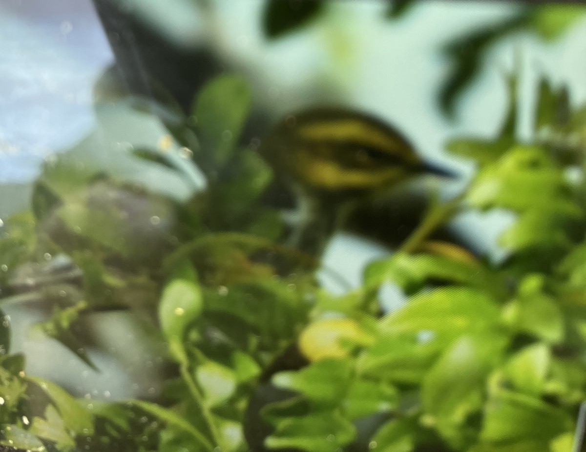 Townsend's Warbler - shelley seidman