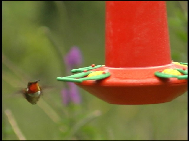 kalypta jiskřivá - ML488756