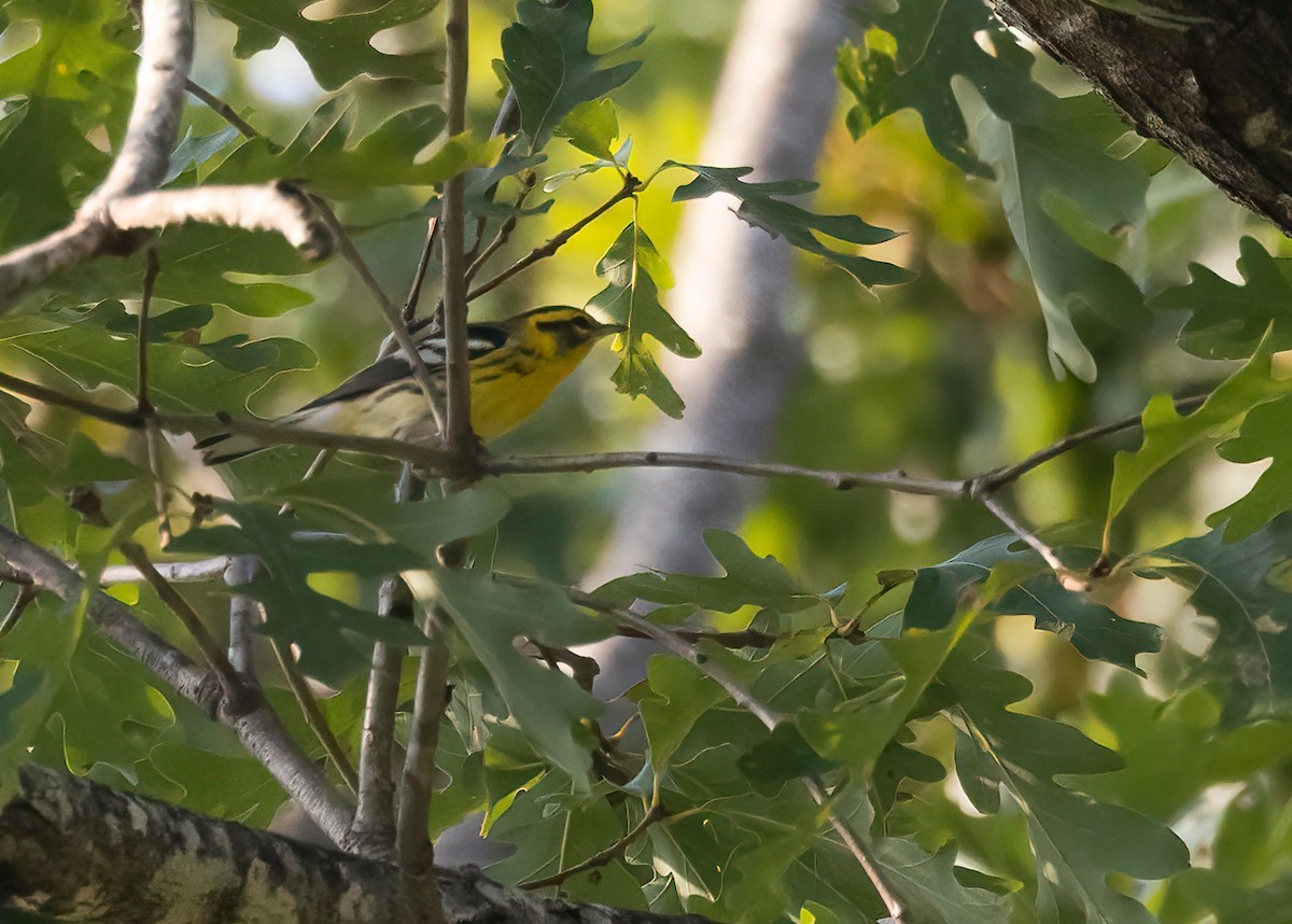 Blackburnian Warbler - Tony Hewitt