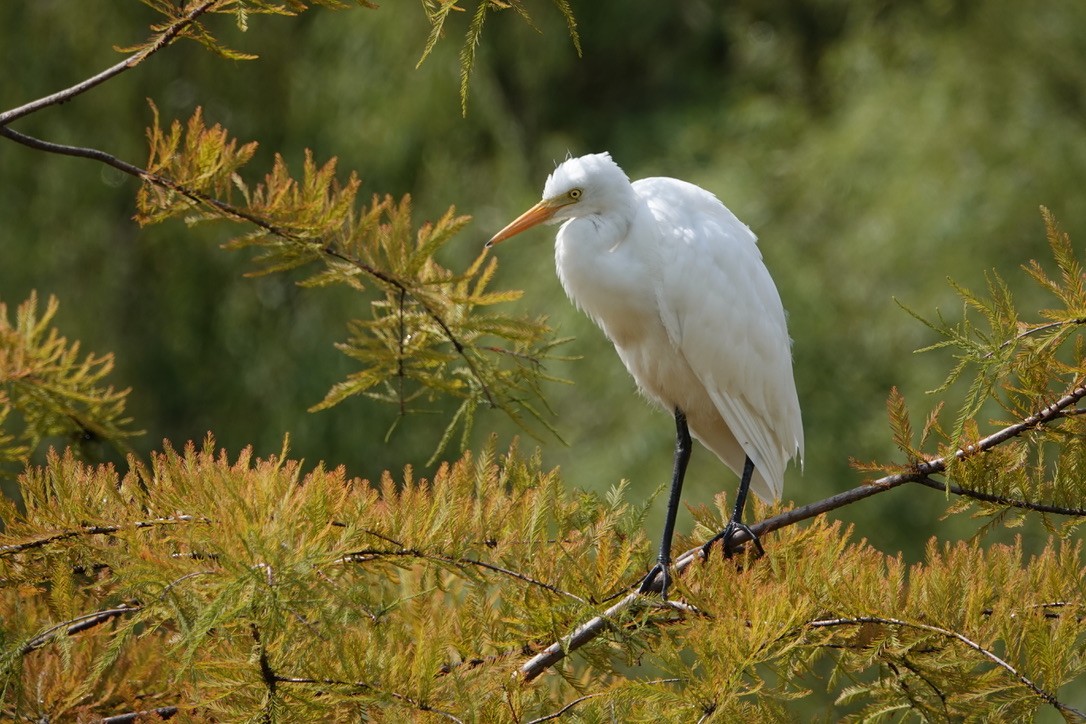 Medium Egret - Jina Yi